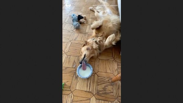 WOOF WOOF - Sputnik International