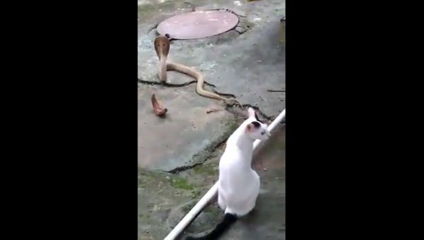 Cat prevents cobra from entering house of its owner in Bhubaneswar - Sputnik International