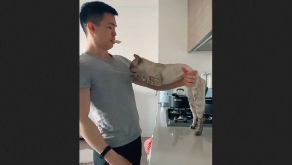 Cat - Sputnik International