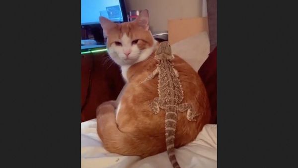 Cat Cute Lovers - Sputnik International