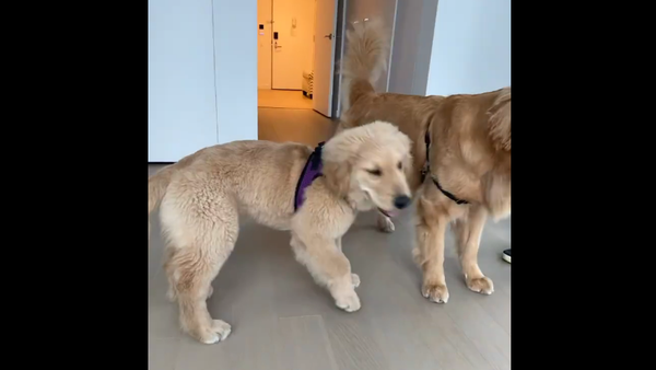 Golden retriever - Sputnik International