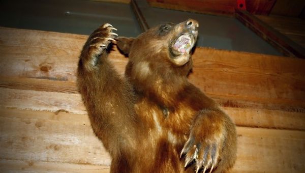 Grizzly bear - Sputnik International