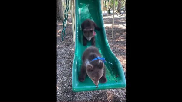 Syrian Bears Both Love Slide || ViralHog - Sputnik International
