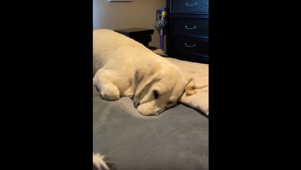   Golden Prepares Bed for Snout Landing || ViralHog - Sputnik International