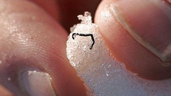 Ice Worm - Sputnik International