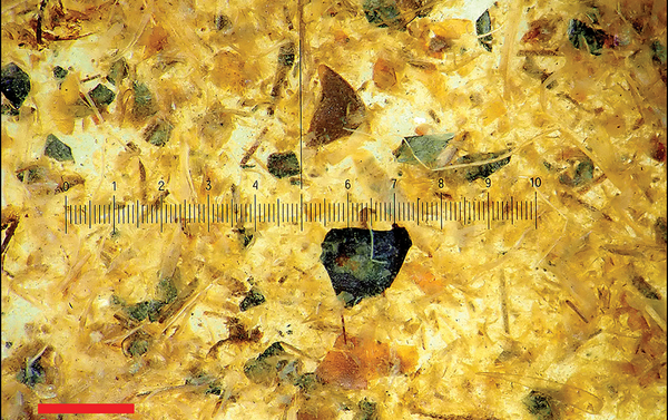 Photomicrograph of Tollund Man's gut content (photograph by P.S. Henriksen, the Danish National Museum). Photomicrograph of Tollund Man's gut content (photograph by P.S. Henriksen, the Danish National Museum). - Sputnik International