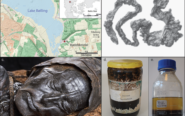 a) Map showing the location of Tollund Man's discovery in Bjældskovdal (figure by N.H. Nielsen, Museum Silkeborg; contains data from the Danish Geodata Agency); b) Tollund Man's large intestine (photograph courtesy of the Danish National Museum); c) the well-preserved head of Tollund Man (photograph by A. Mikkelsen); d) the original honey glass jar in which the contents of the large intestine were kept until 2018; e) the remaining 140ml of the large intestine content (d–e photographs by N.H. Nielsen, Museum Silkeborg). a) Map showing the location of Tollund Man's discovery in Bjældskovdal (figure by N.H. Nielsen, Museum Silkeborg; contains data from the Danish Geodata Agency); b) Tollund Man's large intestine (photograph courtesy of the Danish National Museum); c) the well-preserved head of Tollund Man (photograph by A. Mikkelsen); d) the original honey glass jar in which the contents of the large intestine were kept until 2018; e) the remaining 140ml of the large intestine content (d–e photographs by N.H. Nielsen, Museum Silkeborg). - Sputnik International