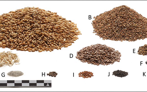 Reconstruction of the ingredients in Tollund Man's last meal, shown in quantities relative to the extant 140ml of intestinal contents: A) barley (Hordeum vulgare); B) pale persicaria (Persicaria lapathifolia s.l.); C) barley rachis segments; D) flax (Linum usitatissimum); E) black-bindweed (Fallopia convolvulus); F) fat hen (Chenopodium album); G) sand; H) hemp-nettles (Galeopsis sp.); I) gold-of-pleasure (Camelina sativa); J) corn spurrey (Spergula arvensis); K) field pansy (Viola arvensis) (photograph by P.S. Henriksen, the Danish National Museum). Reconstruction of the ingredients in Tollund Man's last meal, shown in quantities relative to the extant 140ml of intestinal contents: A) barley (Hordeum vulgare); B) pale persicaria (Persicaria lapathifolia s.l.); C) barley rachis segments; D) flax (Linum usitatissimum); E) black-bindweed (Fallopia convolvulus); F) fat hen (Chenopodium album); G) sand; H) hemp-nettles (Galeopsis sp.); I) gold-of-pleasure (Camelina sativa); J) corn spurrey (Spergula arvensis); K) field pansy (Viola arvensis) (photograph by P.S. Henriksen, the Danish National Museum). - Sputnik International