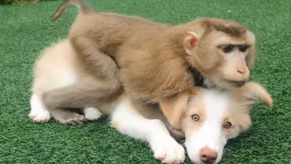 monkey and dog - Sputnik International
