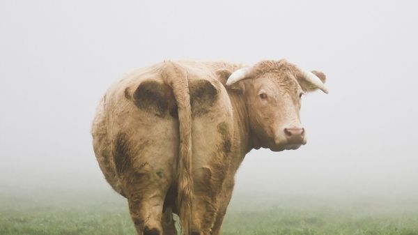 A cow - Sputnik International