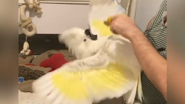 Cockatoo Confronts Finger Puppet - Sputnik International