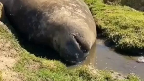 Snoring Seal - Sputnik International