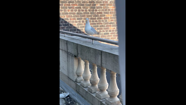 Barking seagull - Sputnik International