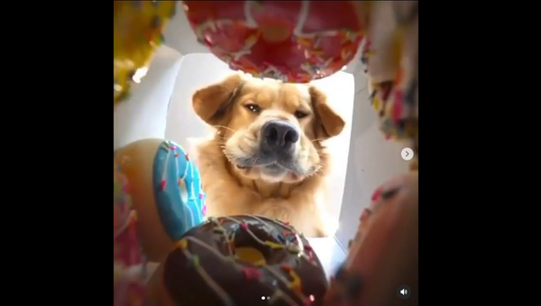 Golden retriever - Sputnik International