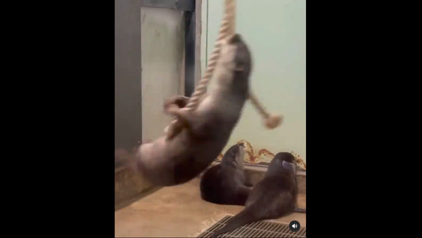 Otter - Sputnik International