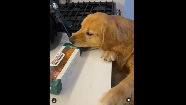 Golden retriever - Sputnik International