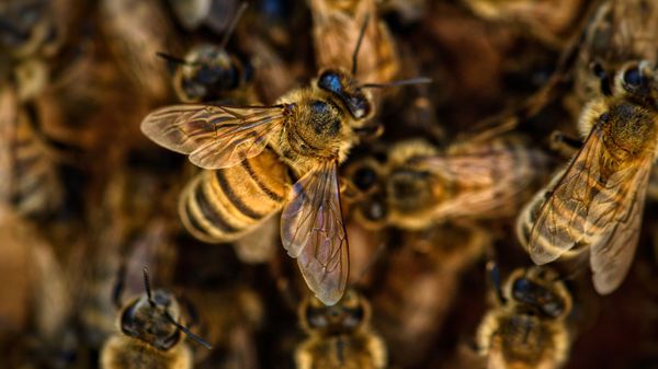Bees - Sputnik International