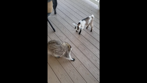 Goat and raccoon - Sputnik International