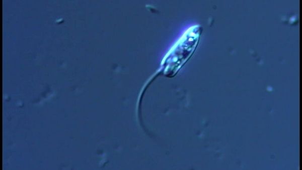 Microbial species - Sputnik International