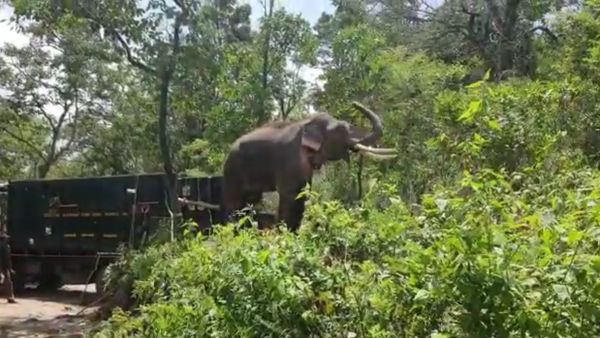 Elephant - Sputnik International