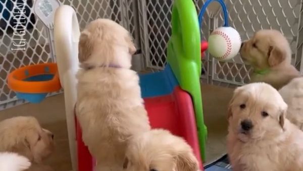puppies - Sputnik International