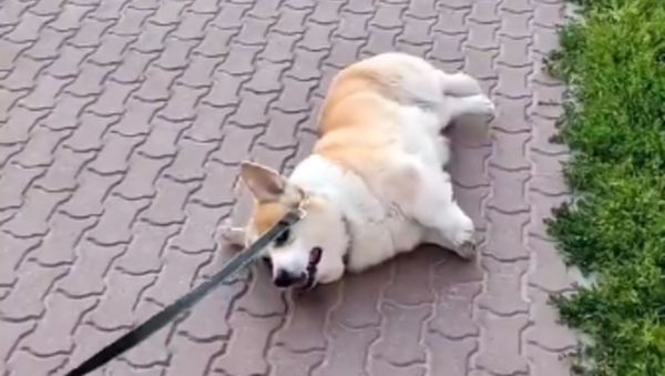 No, I'll Stay Here! Corgi Wants to Have a Rest During a Walk - Sputnik International