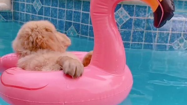 puppy - Sputnik International