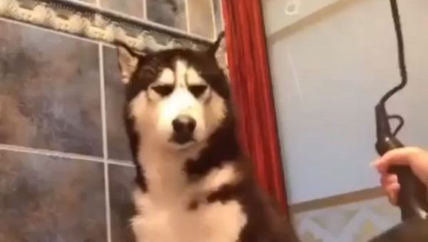 Husky. - Sputnik International