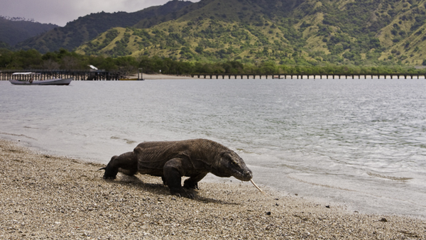 A Komodo dragon in Komodo National Park, Indonesia - Sputnik International