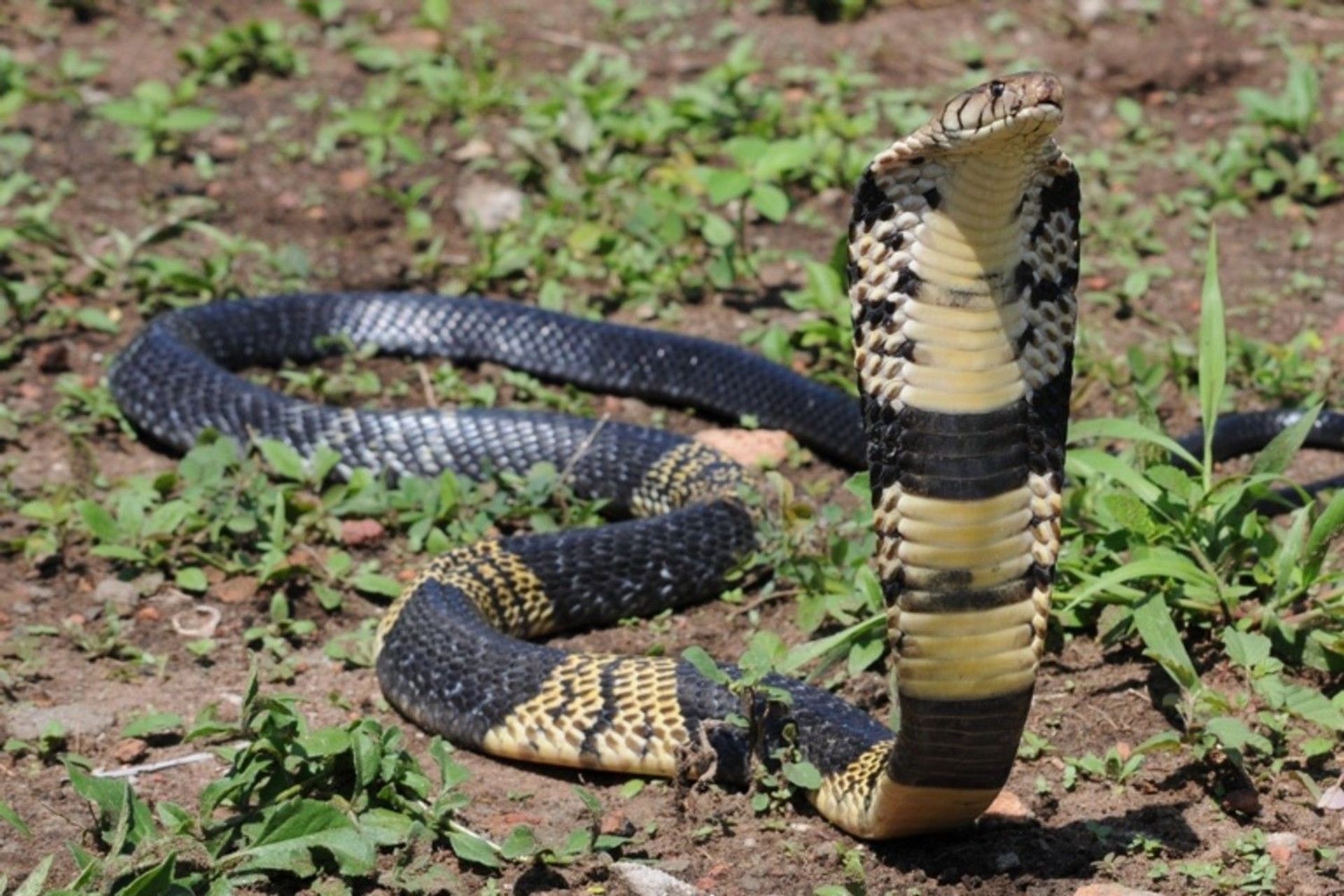 Photo provided by Texas' Grand Prairie Police Department is of a similar West African Branded Cobra snake as part of a reference image for the public. - Sputnik International, 1920, 07.09.2021
