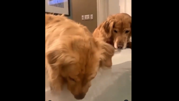 Golden retrievers - Sputnik International