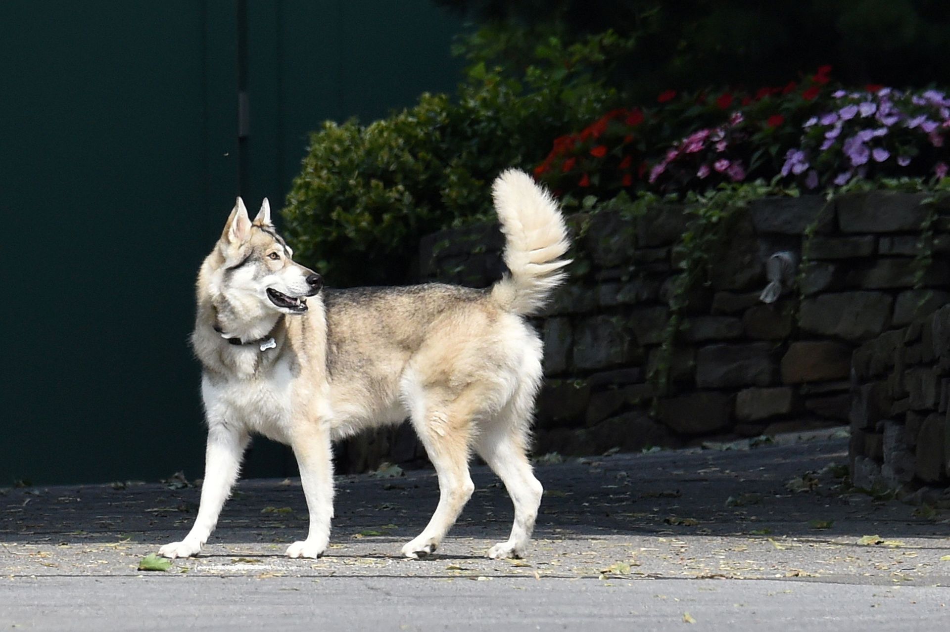 Gov. Andrew Cuomo's dog, Captain, strolls on the grounds of the Governor's Mansion in Albany, New York, U.S., August 7, 2021. An independent inquiry showed that Governor Andrew Cuomo sexually harassed multiple women and violated federal and state laws. REUTERS/Cindy Schultz - Sputnik International, 1920, 07.09.2021