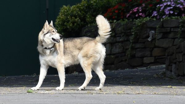 Gov. Andrew Cuomo's dog, Captain, strolls on the grounds of the Governor's Mansion in Albany, New York, U.S., August 7, 2021. An independent inquiry showed that Governor Andrew Cuomo sexually harassed multiple women and violated federal and state laws. REUTERS/Cindy Schultz - Sputnik International