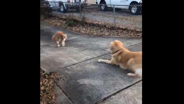 Cat and golden retriever - Sputnik International