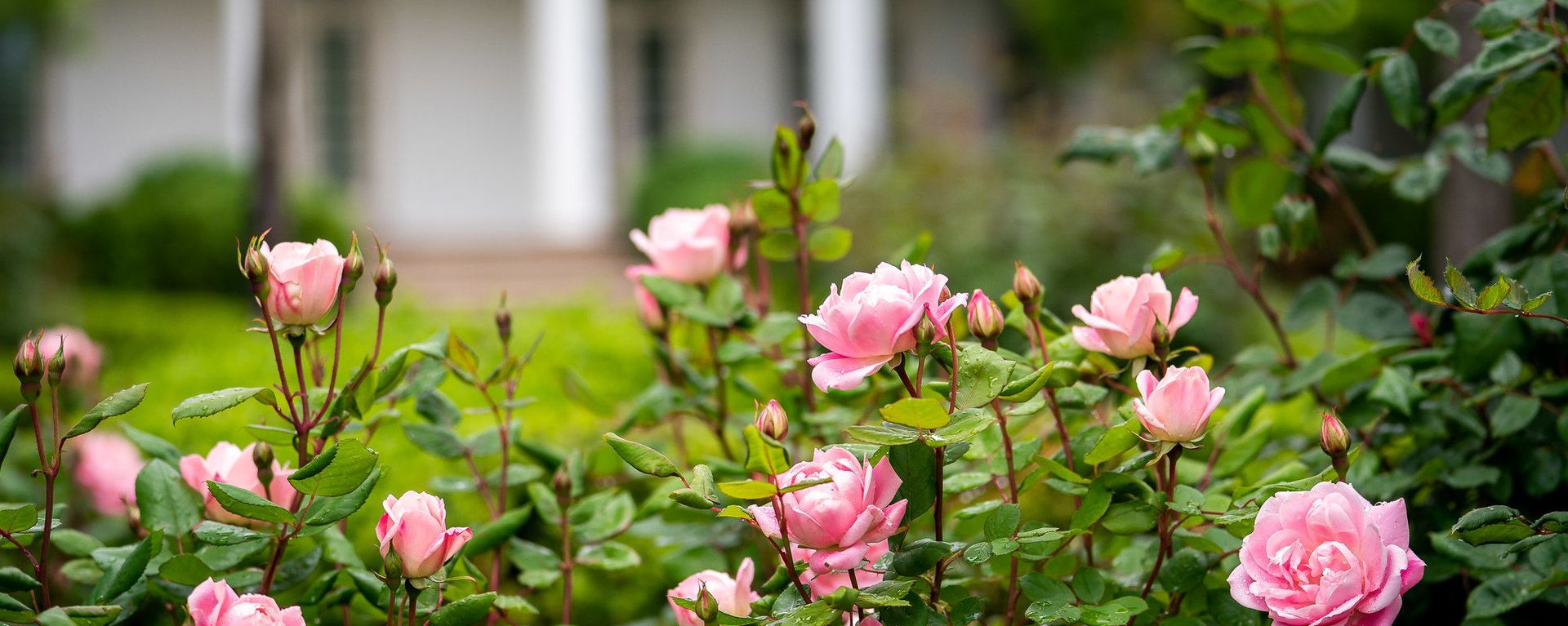 Roses dappled with fresh raindrops are seen in bloom Sunday, May 3, 2020, in the Rose Garden of the White House Roses dappled with fresh raindrops are seen in bloom Sunday, May 3, 2020, in the Rose Garden of the White House - Sputnik International, 1920, 30.12.2023
