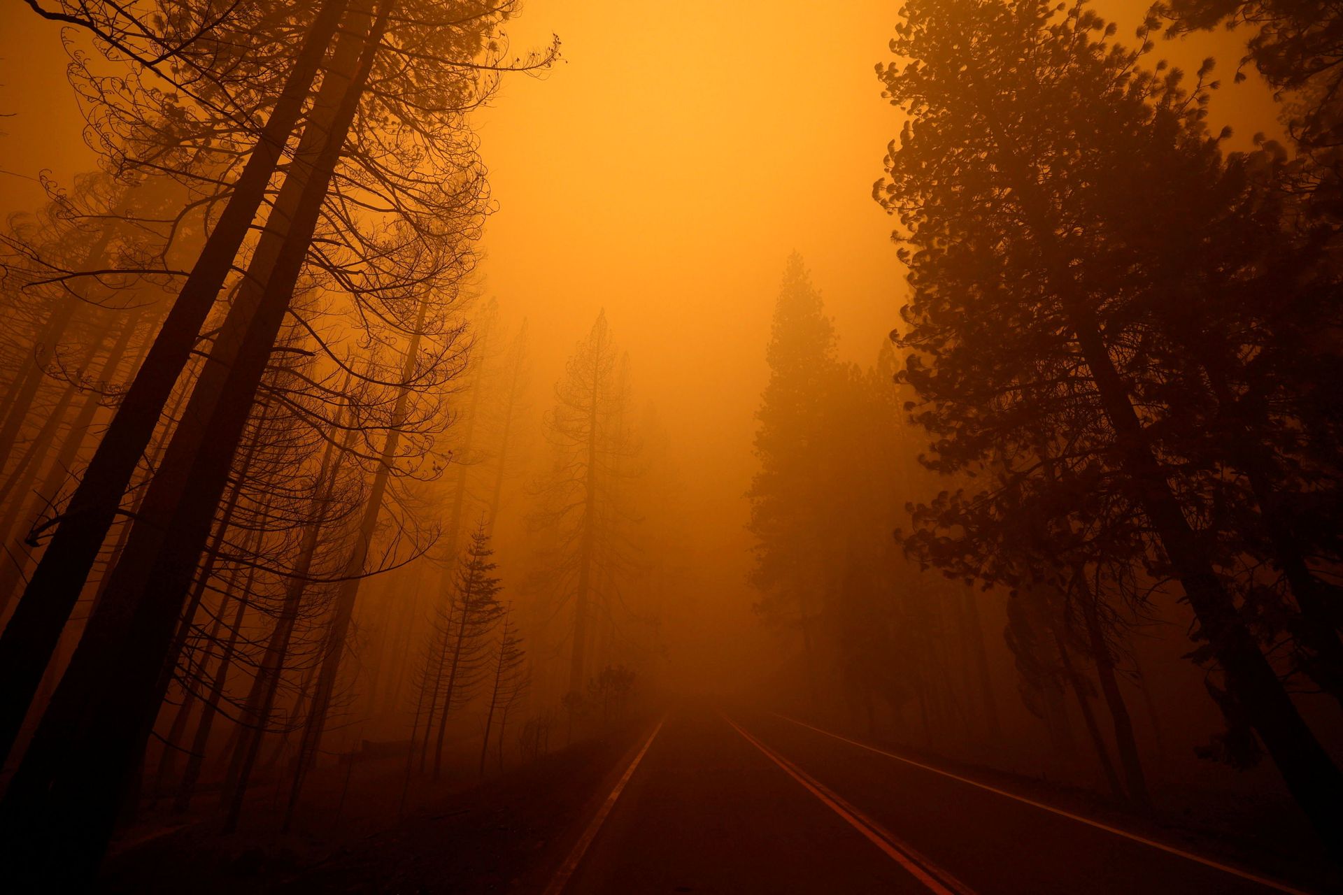 FILE PHOTO: A view shows Highway 89 with burned trees on one side and unburned trees on the other at the site of the Dixie Fire, a wildfire near the town of Greenville, California, U.S. August 7, 2021. - Sputnik International, 1920, 07.09.2021