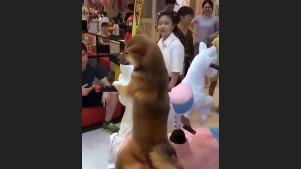 Cutest Shiba Inu Dogs. - Sputnik International