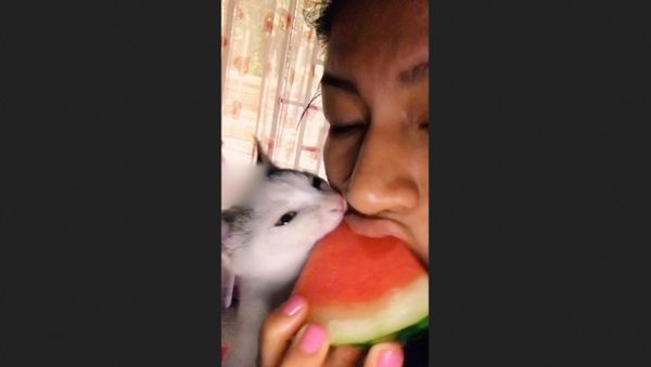 Pawsome Pets - Sputnik International