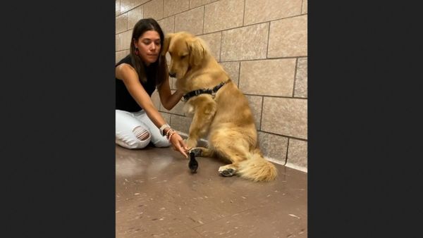 Golden Retrievers - Sputnik International