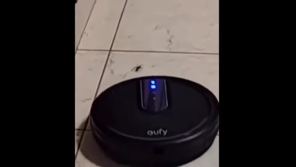 Vacuum Cleaner vs Spider - Sputnik International
