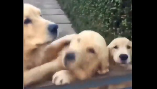 Golden retriever - Sputnik International