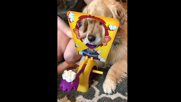 Golden Retriever - Sputnik International
