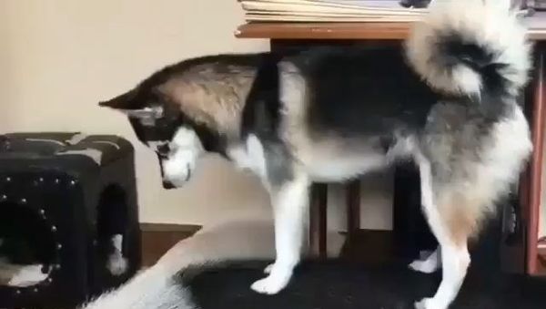 husky being annoying  - Sputnik International