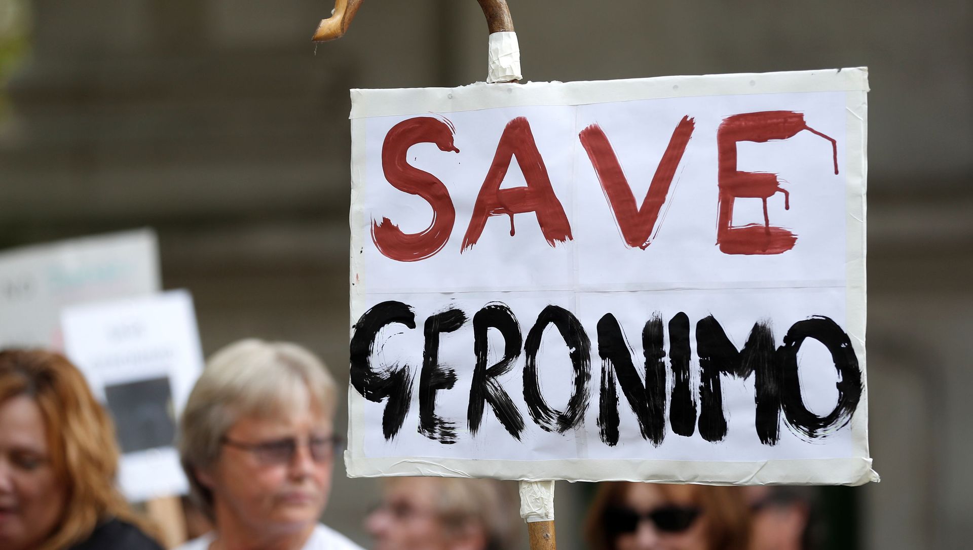 Protesters demonstrate against the ruling that Geronimo, an Alpaca believed to be carrying TB, has to be euthanised, in London, Britain, 9 August 2021 Protesters demonstrate against the ruling that Geronimo, an Alpaca believed to be carrying TB, has to be euthanised, in London, Britain, 9 August 2021 - Sputnik International, 1920, 19.08.2021