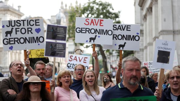 Protesters demonstrate against the ruling that Geronimo, an Alpaca believed to be carrying TB, has to be euthanised, in London, Britain, August 9, 2021 - Sputnik International
