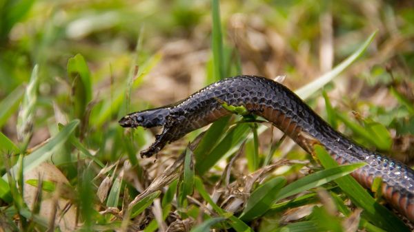 Snake - Sputnik International