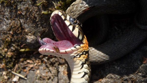 Snake - Sputnik International