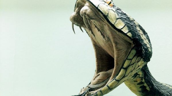 Snake - Sputnik International