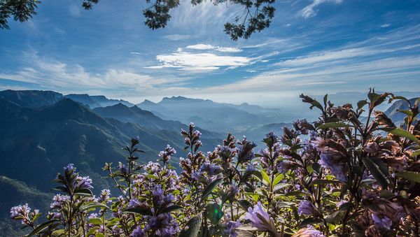 Blooms only once in 12 years, Neelakurinji is a must in every traveller's bucket-list.  - Sputnik International