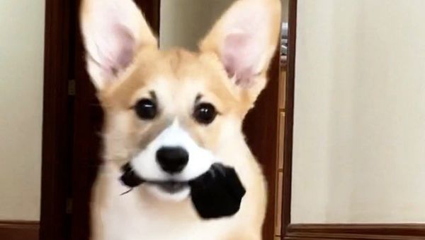 corgi - Sputnik International